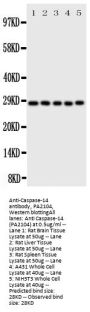 Anti-Caspase-14/CASP14 Antibody Picoband®