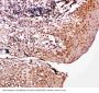 Anti-Caspase-14/CASP14 Antibody Picoband®