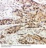 Anti-Caspase-14/CASP14 Antibody Picoband®