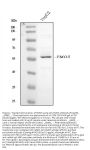 Anti-FMO5 Antibody Picoband®