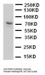 Anti-P2X purinoceptor 7 P2RX7 Antibody Picoband®