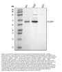 Anti-PCSK9 Antibody Picoband®