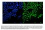 Anti-VCP Antibody Picoband®