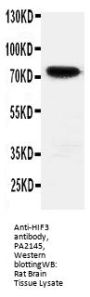 Anti-HIF3/HIF3A Antibody Picoband®
