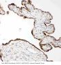 Anti-Matrix metalloproteinase-14 MMP14 Antibody Picoband®