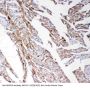 Anti-Matrix metalloproteinase-14 MMP14 Antibody Picoband®