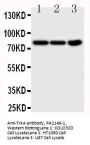 Anti-TrkA/NTRK1 Antibody Picoband®