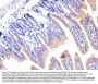 Anti-Cyclophilin B/PPIB Antibody Picoband®