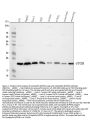 Anti-Cyclophilin B/PPIB Antibody Picoband®