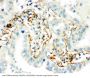 Anti-Transglutaminase 2/TGM2 Antibody Picoband®