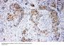 Anti-beta Arrestin 1/ARRB1 Antibody Picoband®