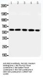 Anti-RGS14 Antibody Picoband®