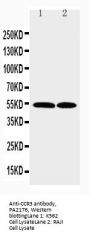 Anti-CCR3 Antibody Picoband®