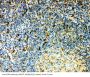 Anti-CCR3 Antibody Picoband®