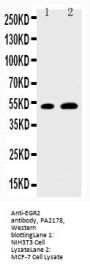 Anti-EGR2 Antibody Picoband®
