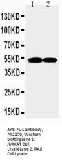 Anti-FLI1 Antibody Picoband®
