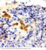 Anti-FLI1 Antibody Picoband®