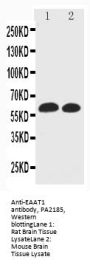 Anti-EAAT1/SLC1A3 Antibody Picoband®