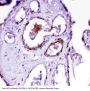 Anti-Angiotensin Converting Enzyme 1/ACE Antibody Picoband®