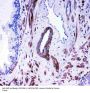Anti-Angiotensin Converting Enzyme 1/ACE Antibody Picoband®