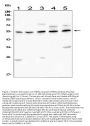 Anti-muscarinic Acetylcholine Receptor 1/CHRM1 Antibody