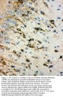 Anti-muscarinic Acetylcholine Receptor 1/CHRM1 Antibody