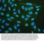 Anti-muscarinic Acetylcholine Receptor 1/CHRM1 Antibody