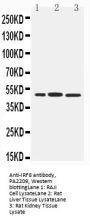 Anti-Interferon regulatory factor 8 IRF8 Antibody Picoband®