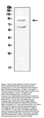 Anti-Sodium/hydrogen exchanger 2 SLC9A2 Antibody Picoband®