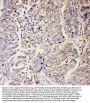 Anti-Sodium/hydrogen exchanger 2 SLC9A2 Antibody Picoband®