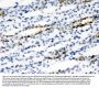 Anti-Sodium/hydrogen exchanger 2 SLC9A2 Antibody Picoband®