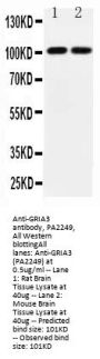 Anti-Glutamate receptor 3/GRIA3 Antibody Picoband®