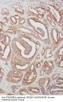 Anti-TNFAIP8L3 Antibody Picoband®