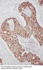 Anti-TNFAIP8L3 Antibody Picoband®