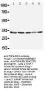 Anti-TNFAIP8L3 Antibody Picoband®