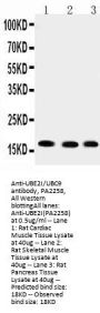 Anti-UBE2I/UBC9 Antibody Picoband®
