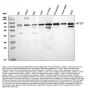 Anti-Apg7/ATG7 Antibody Picoband®