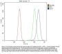 Anti-Apg7/ATG7 Antibody Picoband®