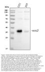 Anti-Transcription factor SOX-2 SOX2 Antibody Picoband®