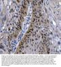 Anti-Transcription factor SOX-2 SOX2 Antibody Picoband®