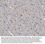 Anti-Transcription factor SOX-2 SOX2 Antibody Picoband®
