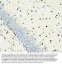 Anti-Transcription factor SOX-2 SOX2 Antibody Picoband®