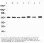 Anti-Kv1.1 potassium channel/KCNA1 Antibody Picoband®