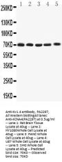 Anti-Kv1.4/KCNA4 Antibody Picoband®