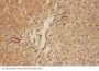 Anti-C5/C5a Antibody Picoband®