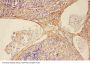 Anti-C5/C5a Antibody Picoband®