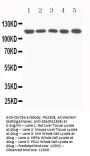 Anti-C5/C5a Antibody Picoband®