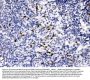 Anti-MMP9 Antibody Picoband®