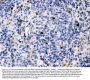 Anti-MMP9 Antibody Picoband®