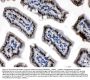 Anti-Visfatin/NAMPT Antibody Picoband®